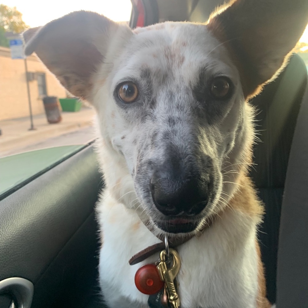 Meet your Posher, Anise